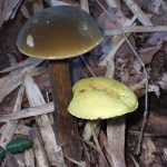 キイロイグチと他のイグチ の高画質写真です。横浜市で、2024年9月12日に撮影したものです。