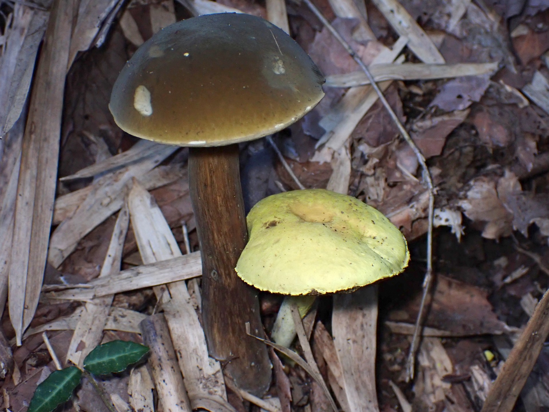 キイロイグチと他のイグチ の高画質写真です。横浜市で、2024年9月12日に撮影したものです。