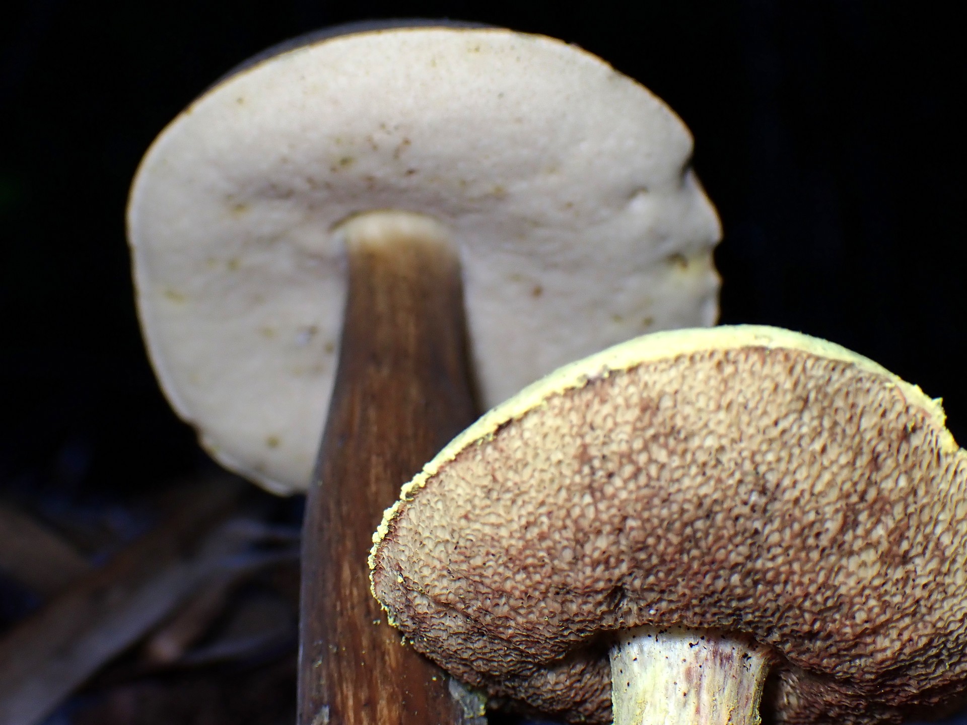 キイロイグチと他のイグチ の高画質写真です。横浜市で、2024年9月12日に撮影したものです。