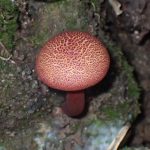 キクバナイグチ の高画質写真です。横浜市で、2024年9月14日に撮影したものです。