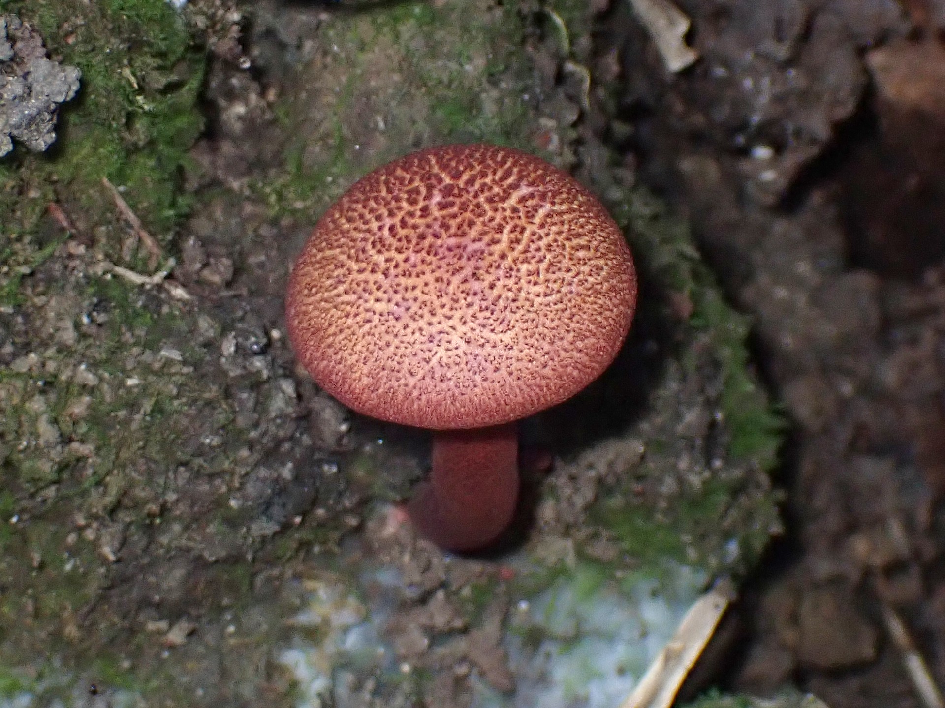 キクバナイグチ の高画質写真です。横浜市で、2024年9月14日に撮影したものです。