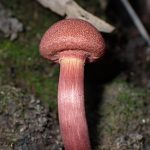 キクバナイグチの幼菌 の高画質写真です。横浜市で、2024年9月13日に撮影したものです。