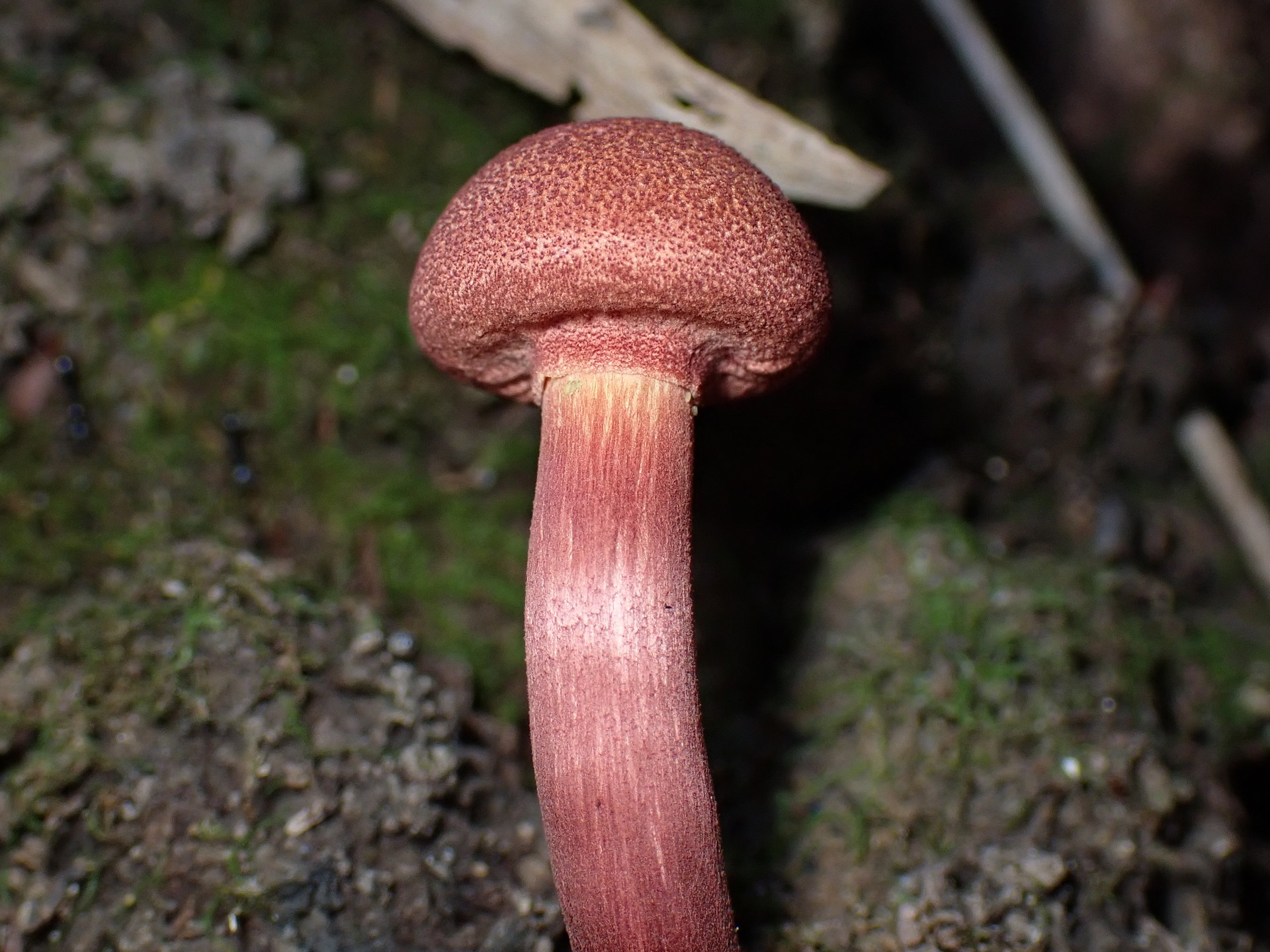 キクバナイグチの幼菌 の高画質写真です。横浜市で、2024年9月13日に撮影したものです。