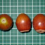 クヌギのドングリ の高画質写真です。横浜市で、2024年9月19日に撮影したものです。