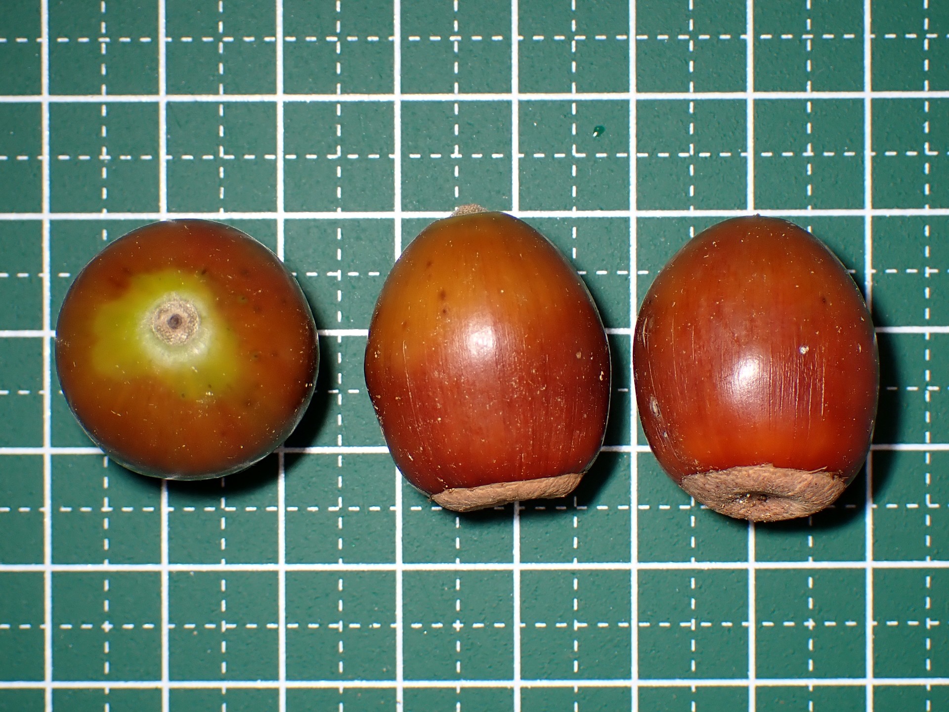 クヌギのドングリ の高画質写真です。横浜市で、2024年9月19日に撮影したものです。