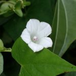 マメアサガオ の高画質写真です。横浜市で、2024年9月23日に撮影したものです。