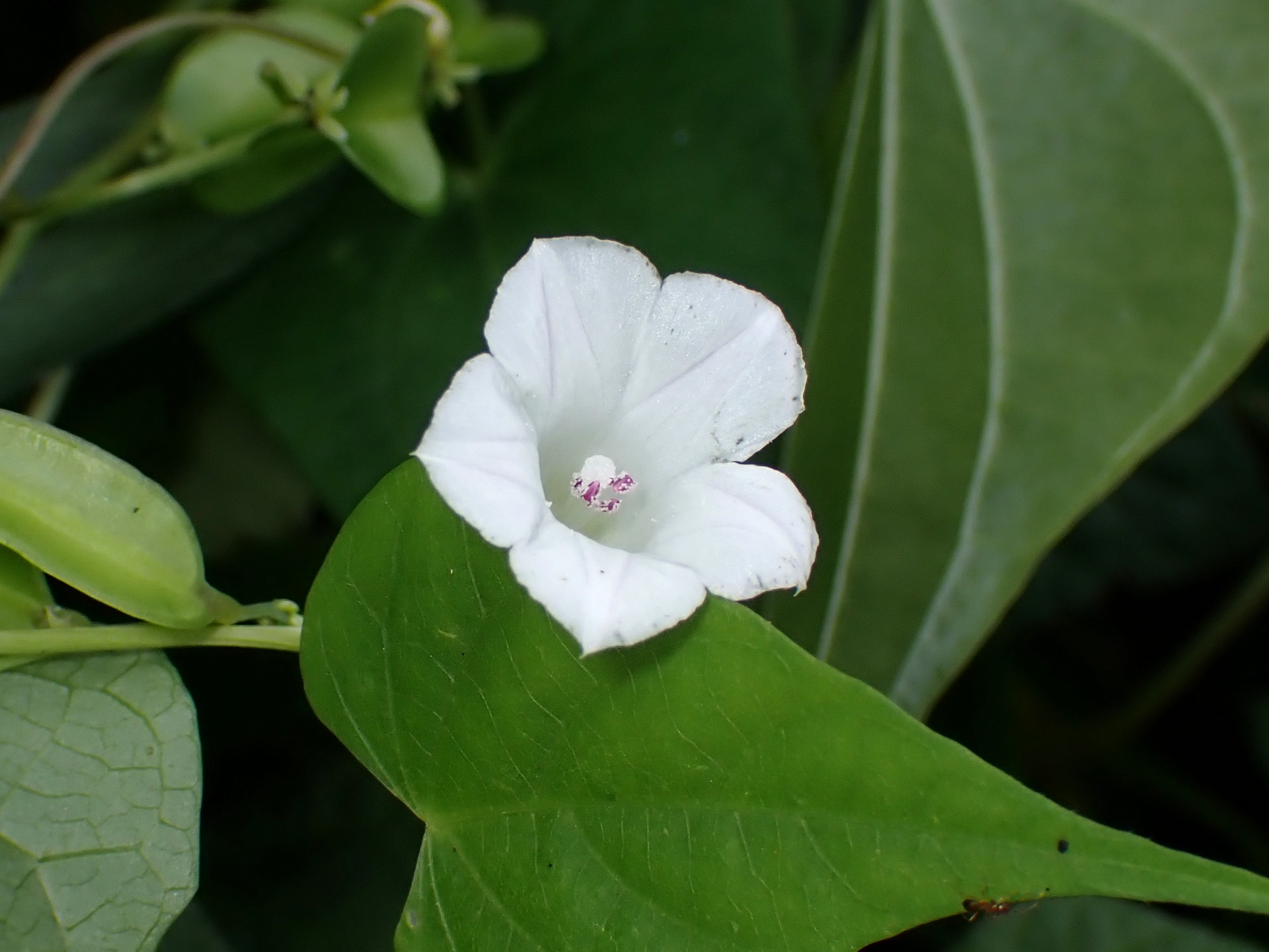 マメアサガオ の高画質写真です。横浜市で、2024年9月23日に撮影したものです。