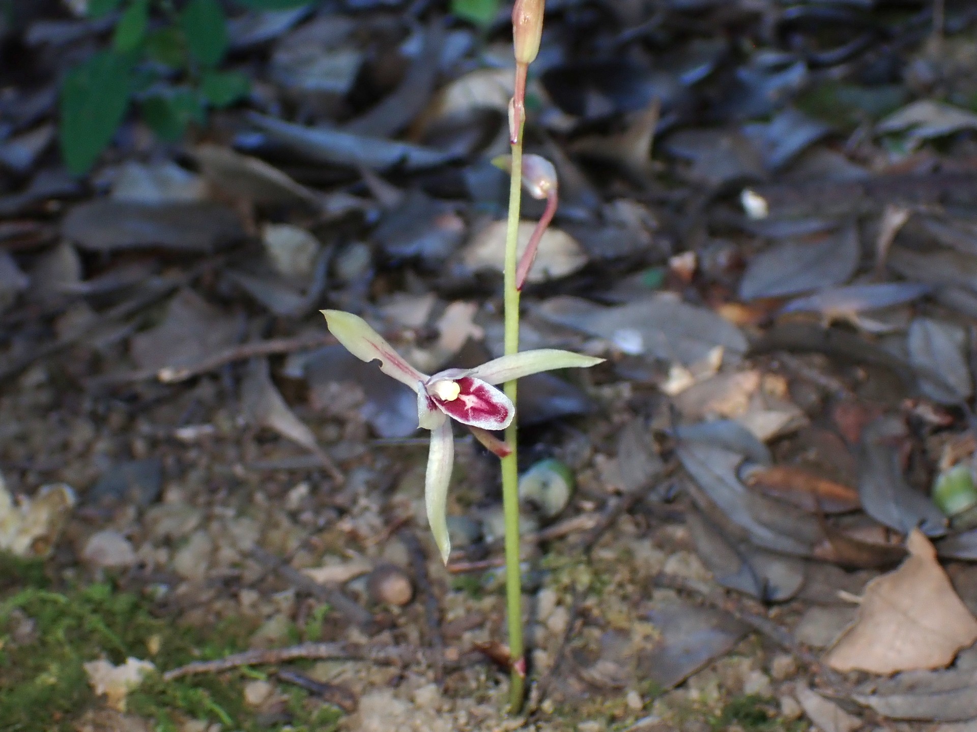 マヤラン の高画質写真です。横浜市で、2024年9月28日に撮影したものです。