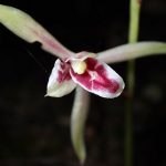 マヤラン の高画質写真です。横浜市で、2024年9月28日に撮影したものです。