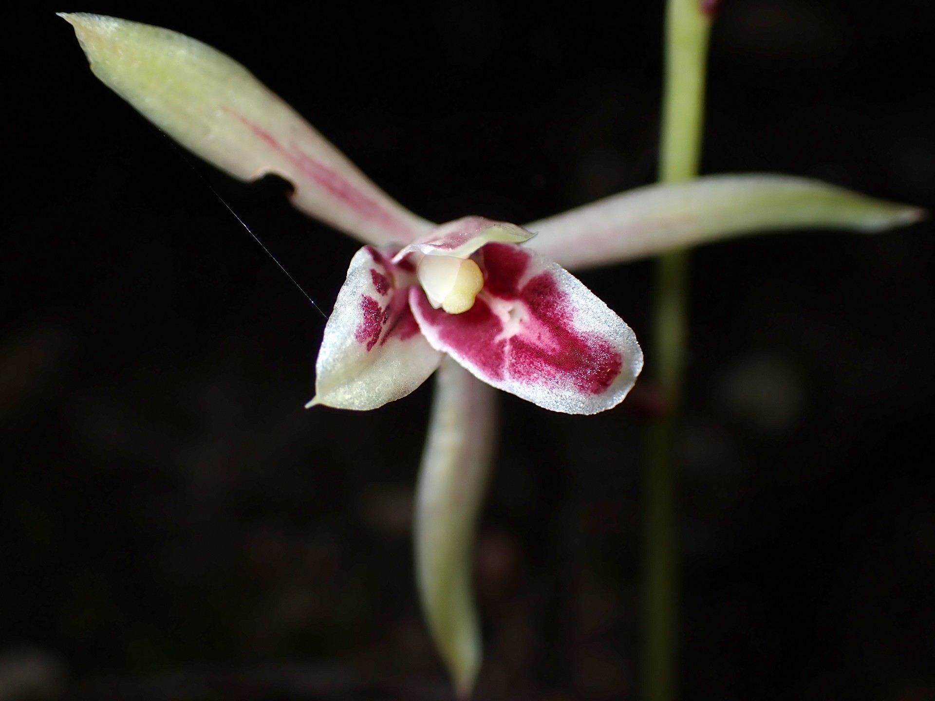 マヤラン の高画質写真です。横浜市で、2024年9月28日に撮影したものです。