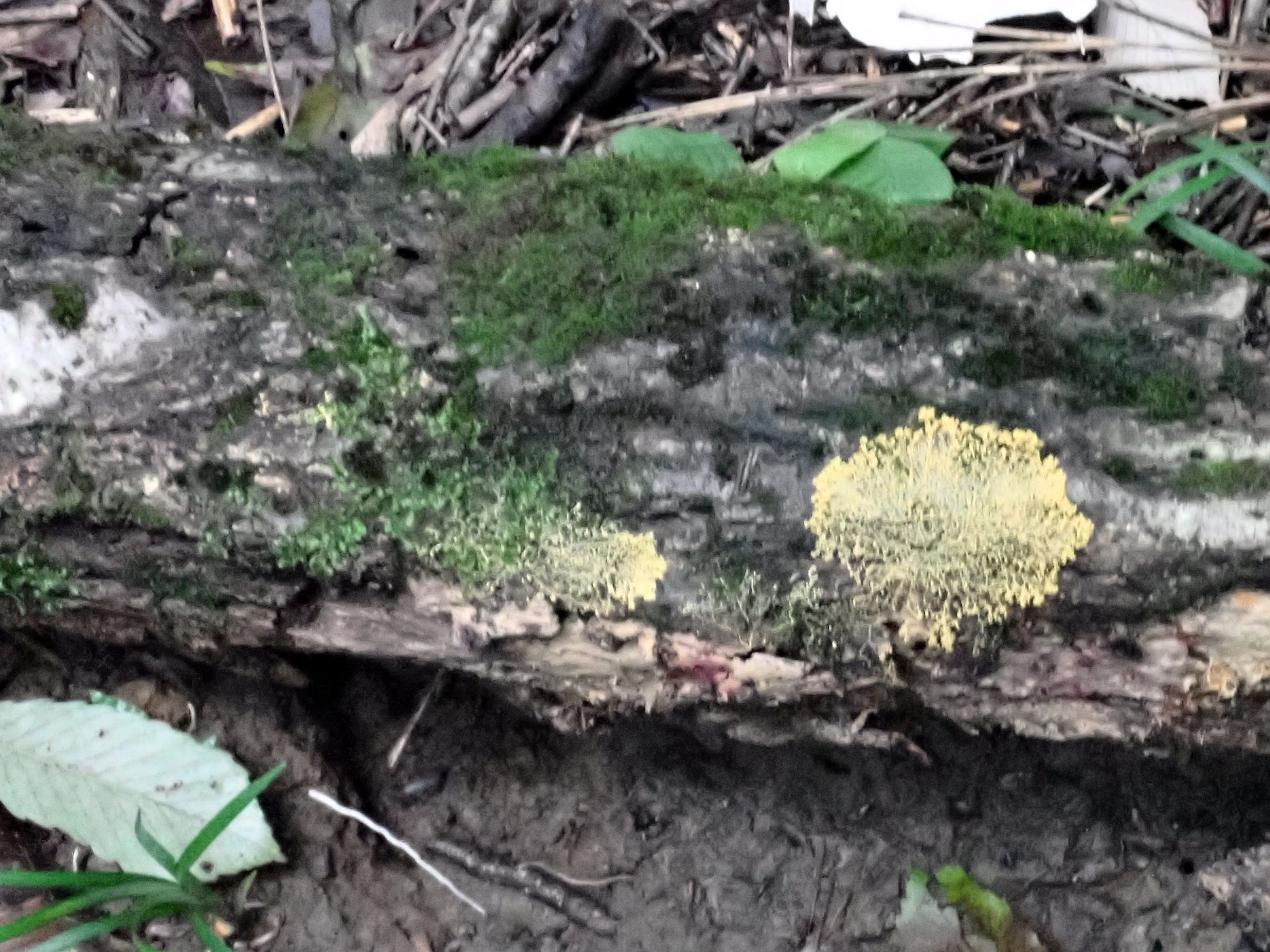 モジホコリの仲間 の高画質写真です。横浜市で、2024年9月2日に撮影したものです。