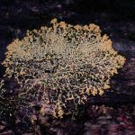 モジホコリの仲間 の高画質写真です。横浜市で、2024年9月2日に撮影したものです。