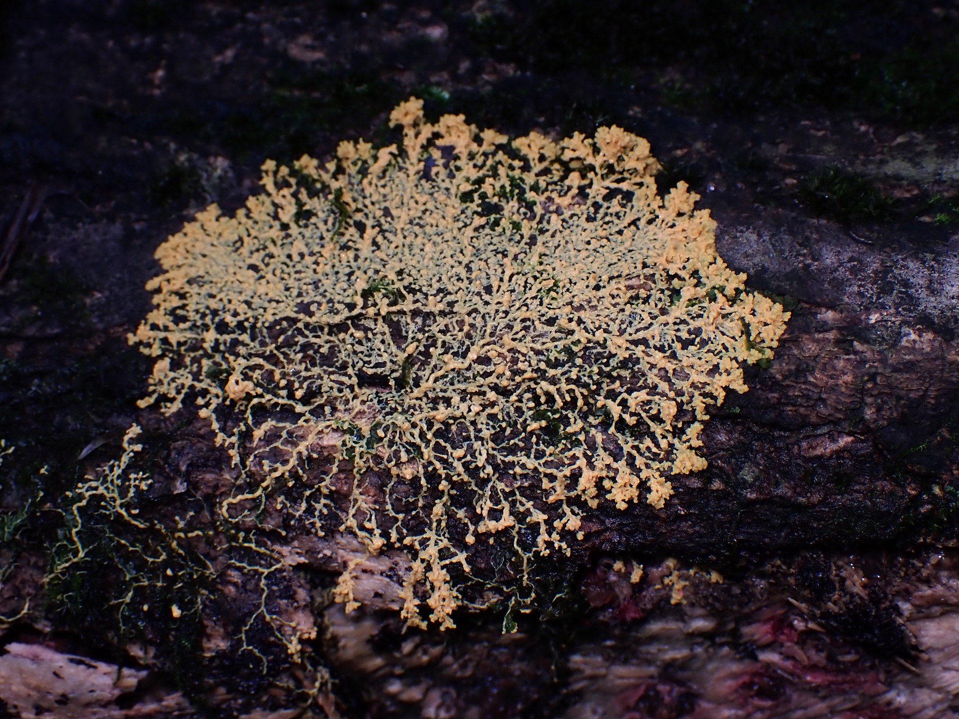 モジホコリの仲間 の高画質写真です。横浜市で、2024年9月2日に撮影したものです。