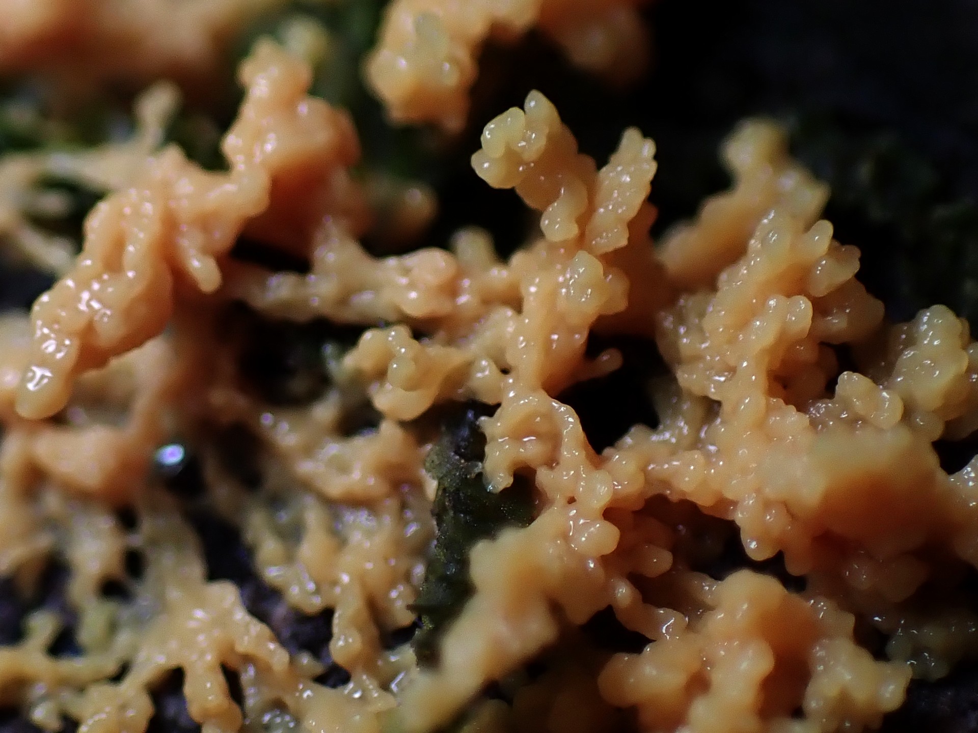 モジホコリの仲間 の高画質写真です。横浜市で、2024年9月2日に撮影したものです。