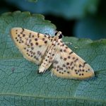 モモノゴマダラノメイガ の高画質写真です。横浜市で、2024年9月2日に撮影したものです。