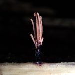 ムラサキホコリの仲間 の高画質写真です。横浜市で、2024年9月28日に撮影したものです。