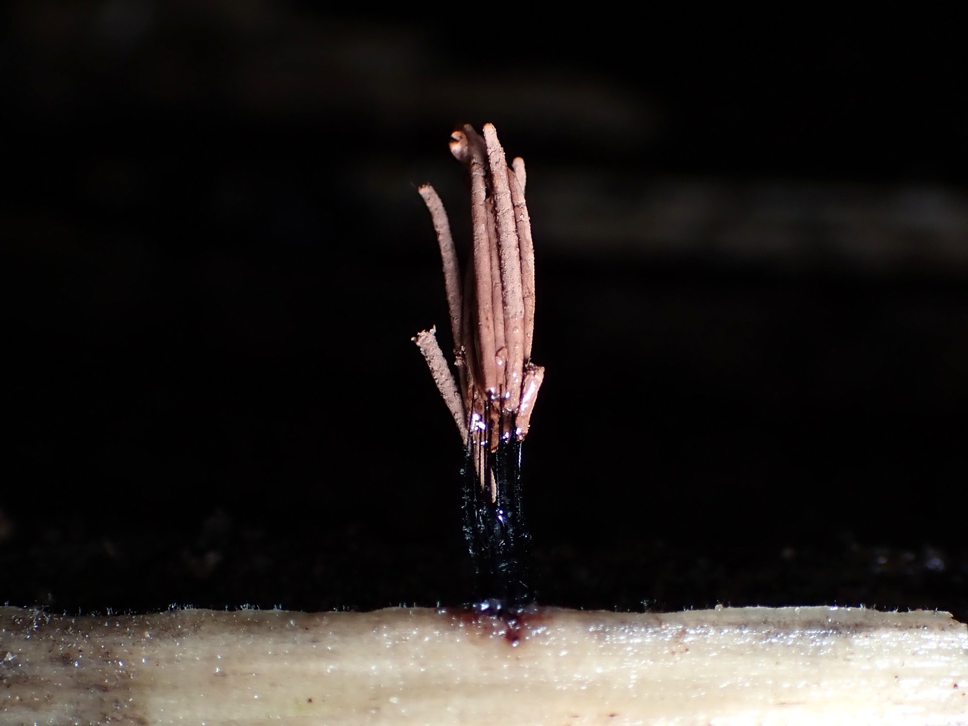 ムラサキホコリの仲間 の高画質写真です。横浜市で、2024年9月28日に撮影したものです。