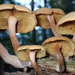 ナラタケモドキ の高画質写真です。横浜市で、2024年9月7日に撮影したものです。