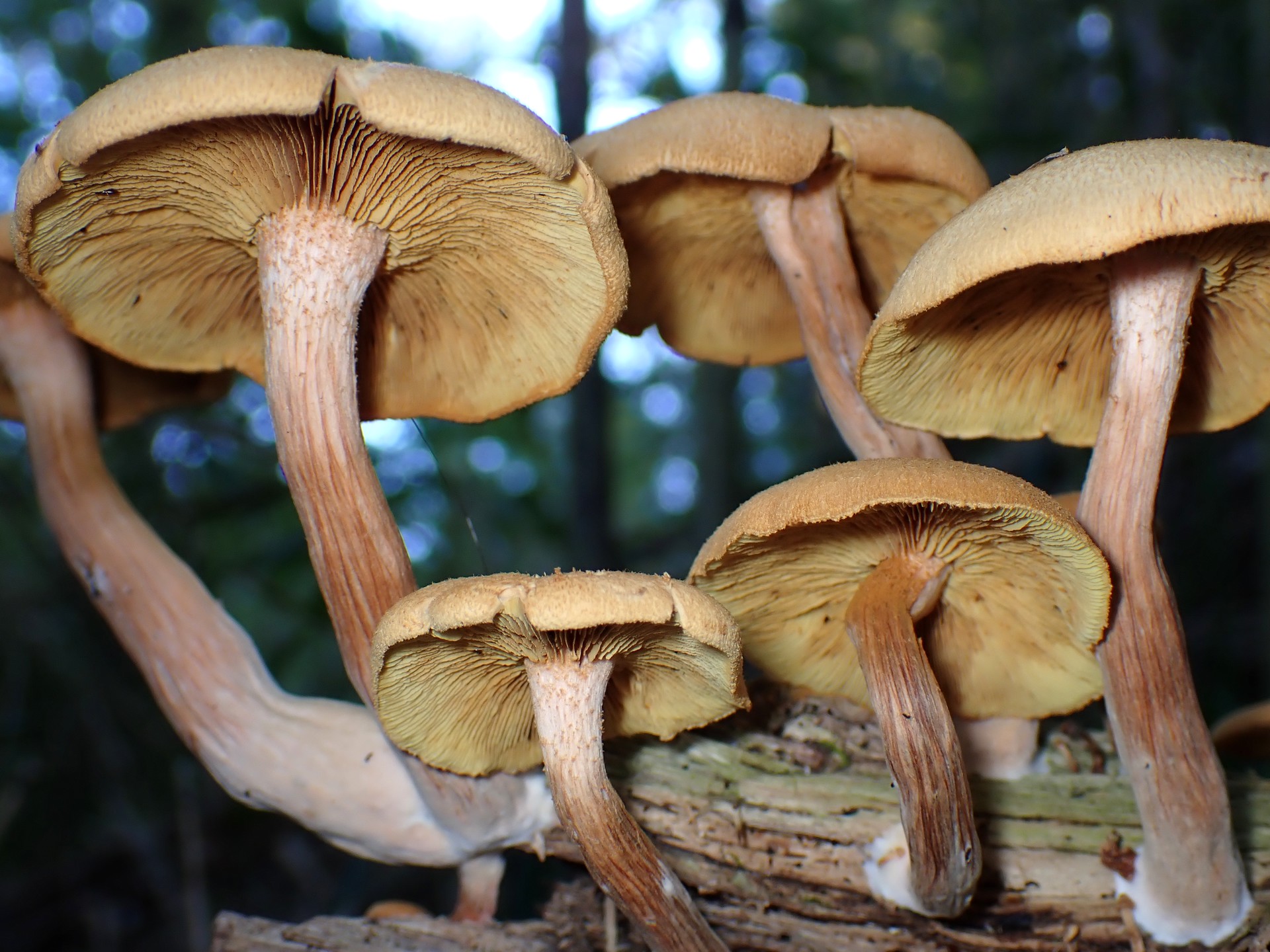 ナラタケモドキ の高画質写真です。横浜市で、2024年9月7日に撮影したものです。