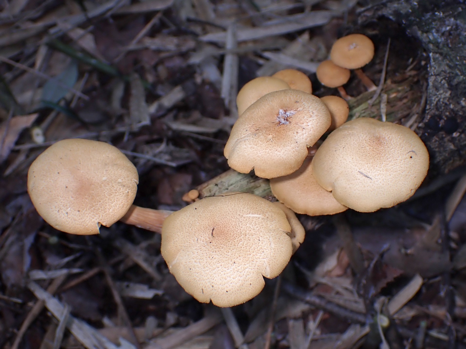 ナラタケモドキ の高画質写真です。横浜市で、2024年9月7日に撮影したものです。