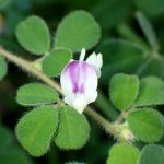 ネコハギ の高画質写真です。横浜市で、2024年9月7日に撮影したものです。