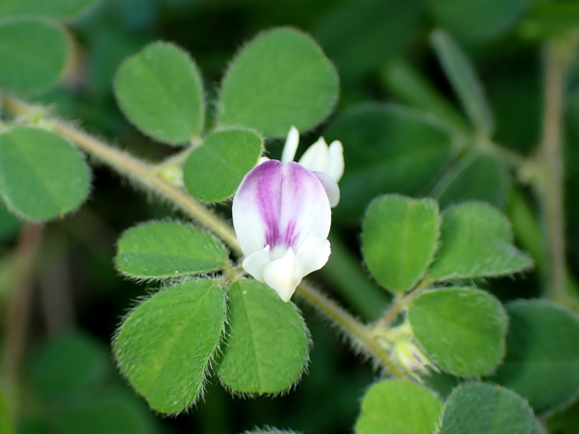 ネコハギ の高画質写真です。横浜市で、2024年9月7日に撮影したものです。