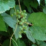 ノブドウ の高画質写真です。横浜市で、2024年9月2日に撮影したものです。