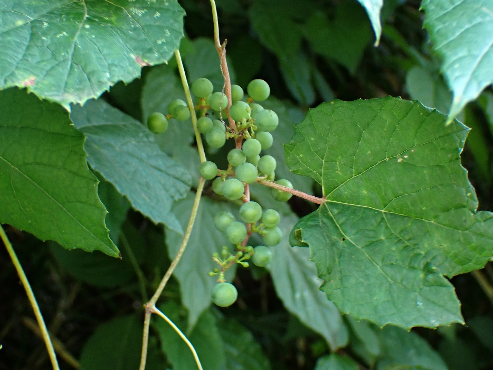 ノブドウ の高画質写真です。横浜市で、2024年9月2日に撮影したものです。