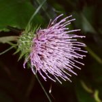 ノハラアザミ の高画質写真です。横浜市で、2024年8月31日に撮影したものです。