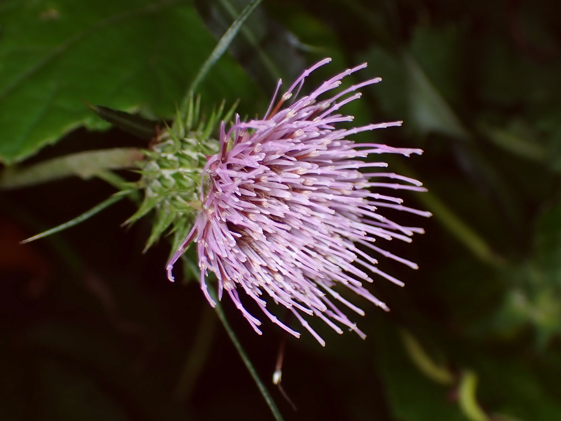 ノハラアザミ の高画質写真です。横浜市で、2024年8月31日に撮影したものです。
