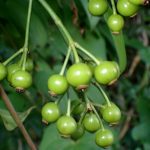 ノイバラ の高画質写真です。横浜市で、2024年9月4日に撮影したものです。