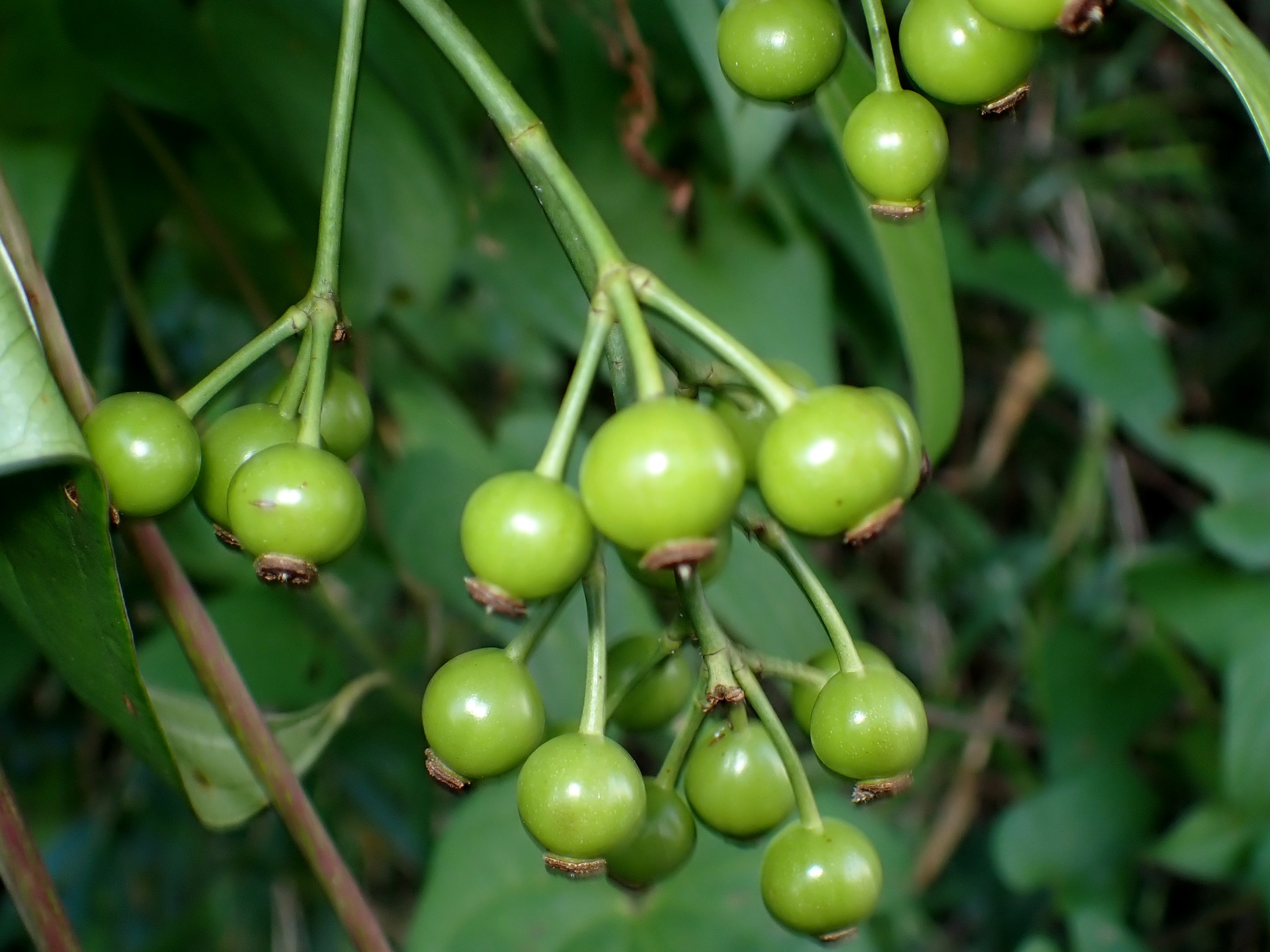 ノイバラ の高画質写真です。横浜市で、2024年9月4日に撮影したものです。