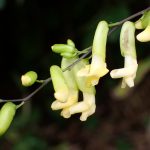 ノササゲ の高画質写真です。横浜市で、2024年9月28日に撮影したものです。