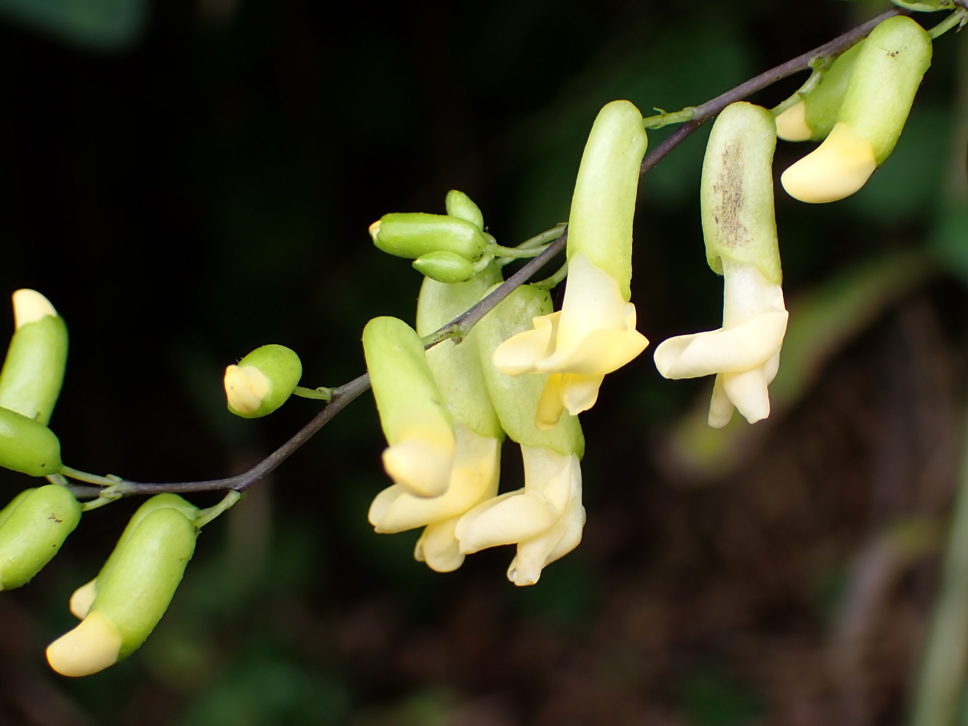 ノササゲ の高画質写真です。横浜市で、2024年9月28日に撮影したものです。