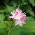 オオミゾソバ の高画質写真です。横浜市で、2024年9月28日に撮影したものです。