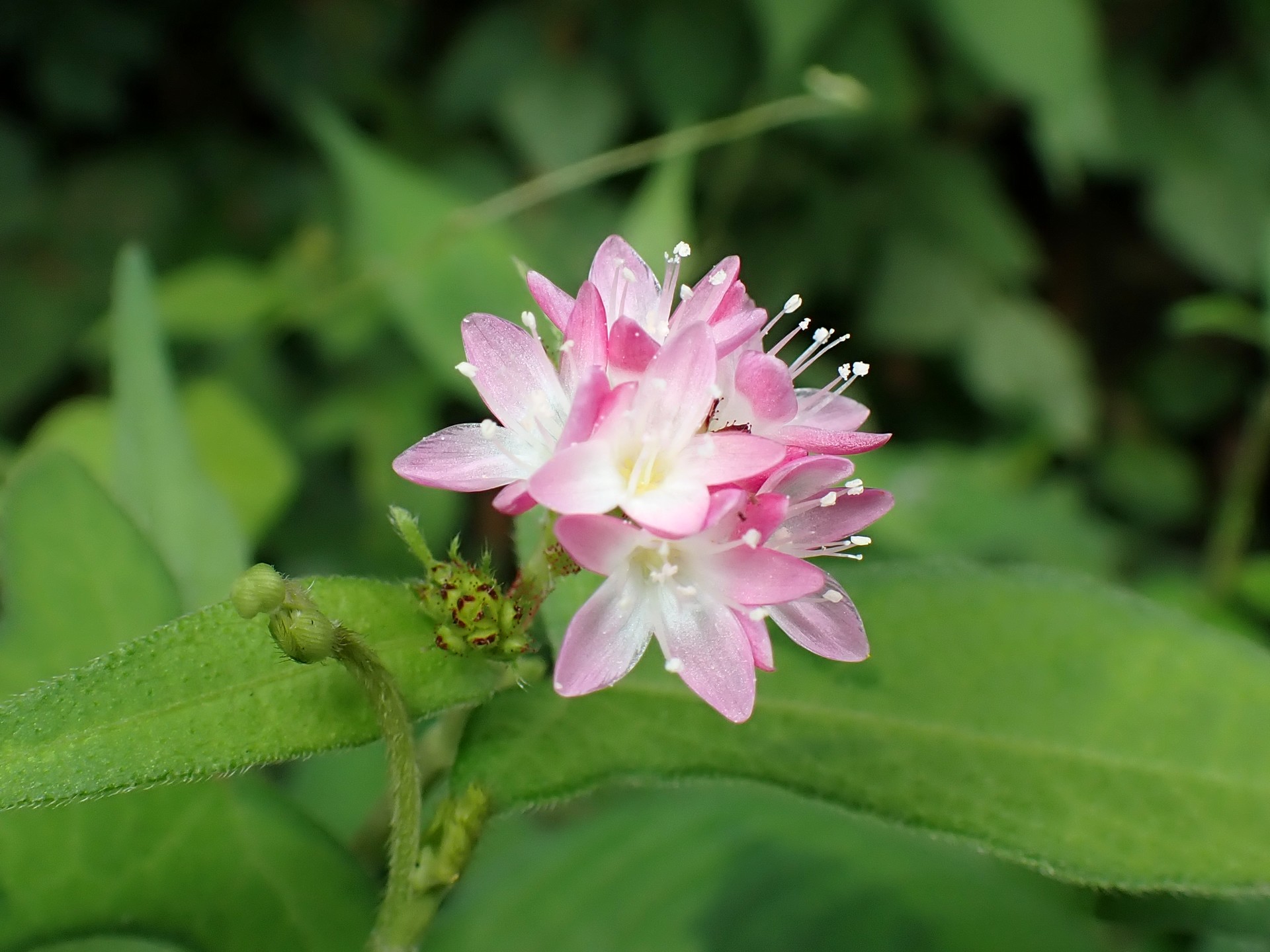オオミゾソバ の高画質写真です。横浜市で、2024年9月28日に撮影したものです。