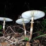 オオシロカラカサタケ の高画質写真です。横浜市で、2024年9月2日に撮影したものです。