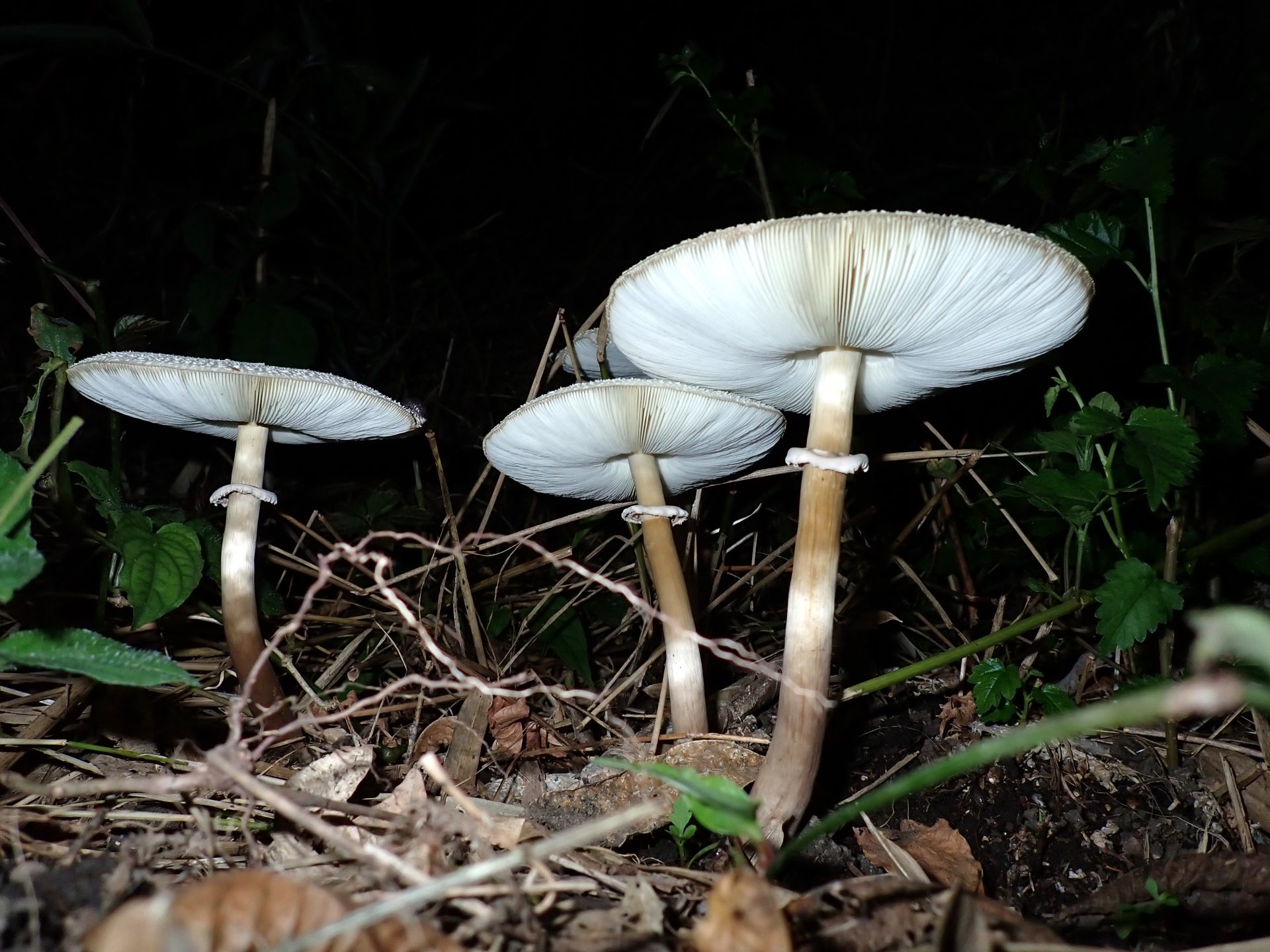 オオシロカラカサタケ の高画質写真です。横浜市で、2024年9月2日に撮影したものです。