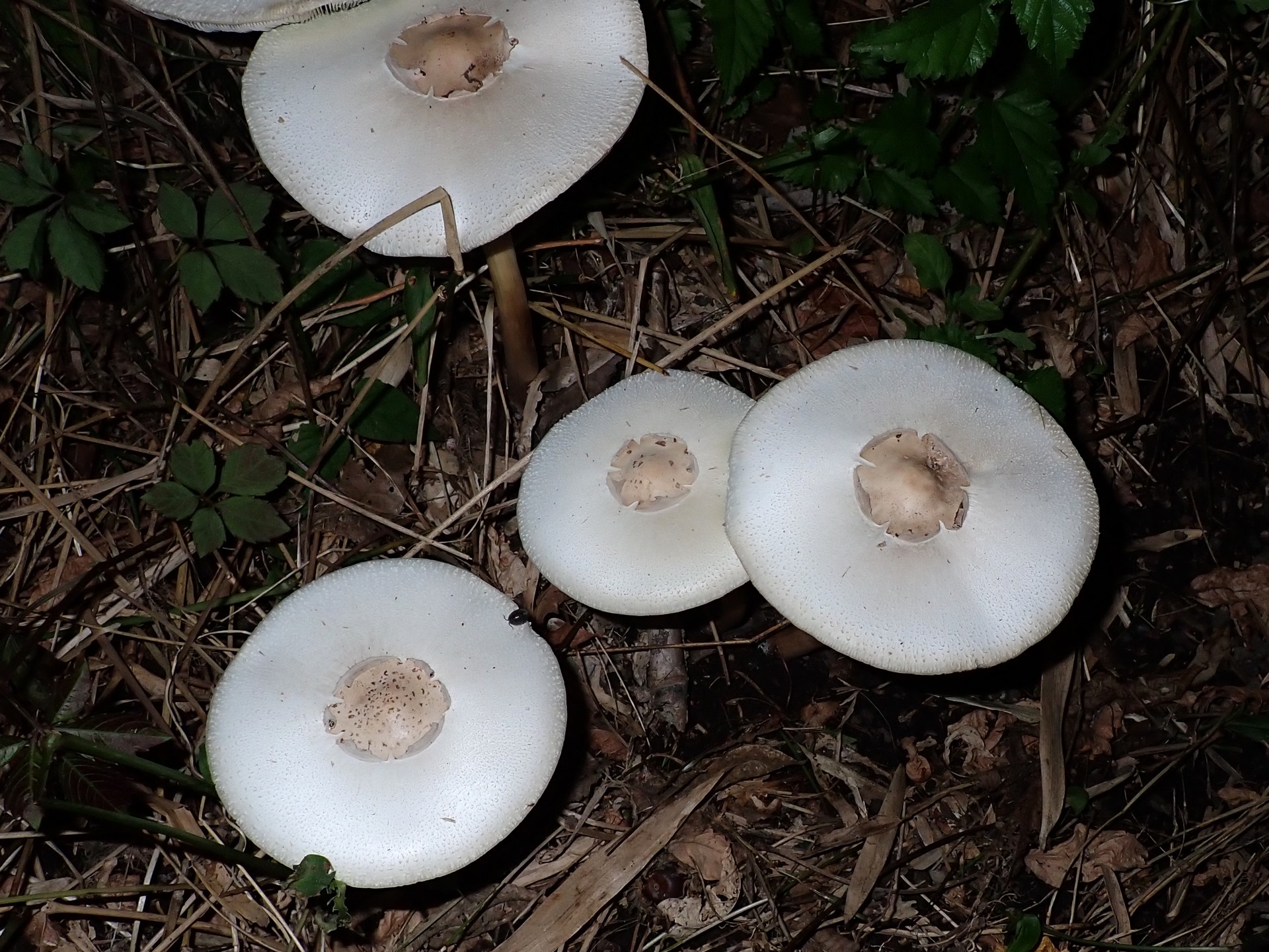 オオシロカラカサタケ の高画質写真です。横浜市で、2024年9月2日に撮影したものです。