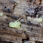 サビムラサキホコリ の高画質写真です。横浜市で、2024年9月21日に撮影したものです。