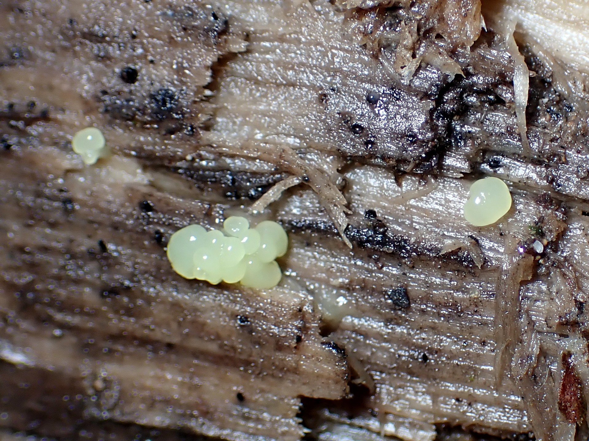 サビムラサキホコリ の高画質写真です。横浜市で、2024年9月21日に撮影したものです。