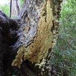 サガリハリタケ の高画質写真です。横浜市で、2024年9月11日に撮影したものです。