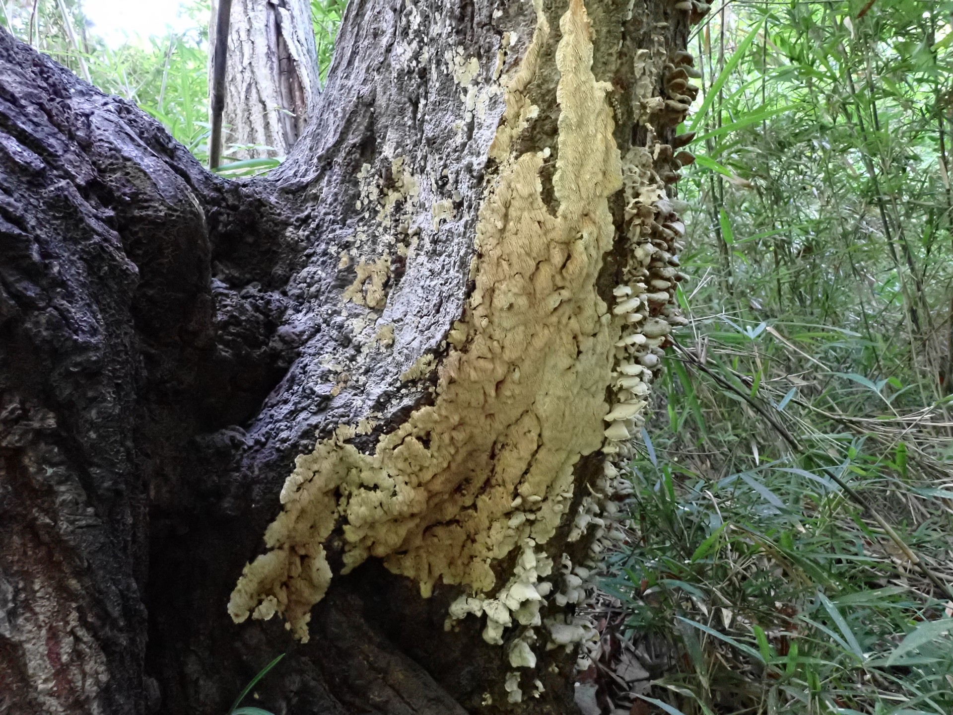 サガリハリタケ の高画質写真です。横浜市で、2024年9月11日に撮影したものです。