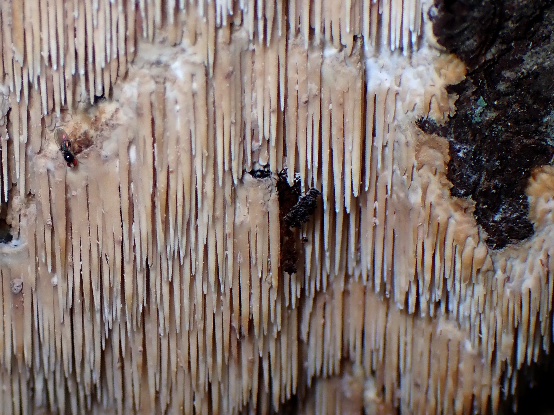 サガリハリタケ の高画質写真です。横浜市で、2024年9月11日に撮影したものです。