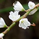 シロバナサクラタデ の高画質写真です。横浜市で、2024年9月28日に撮影したものです。