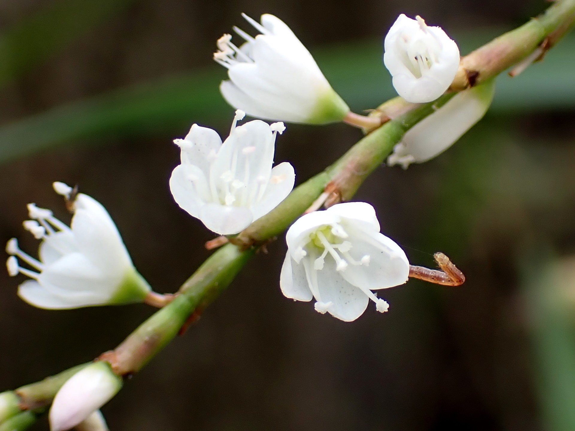 シロバナサクラタデ の高画質写真です。横浜市で、2024年9月28日に撮影したものです。