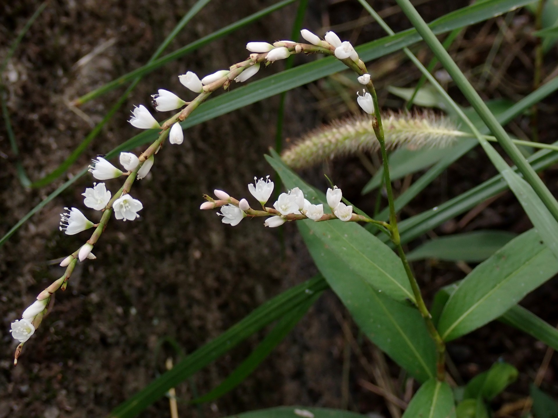 シロバナサクラタデ の高画質写真です。横浜市で、2024年9月28日に撮影したものです。
