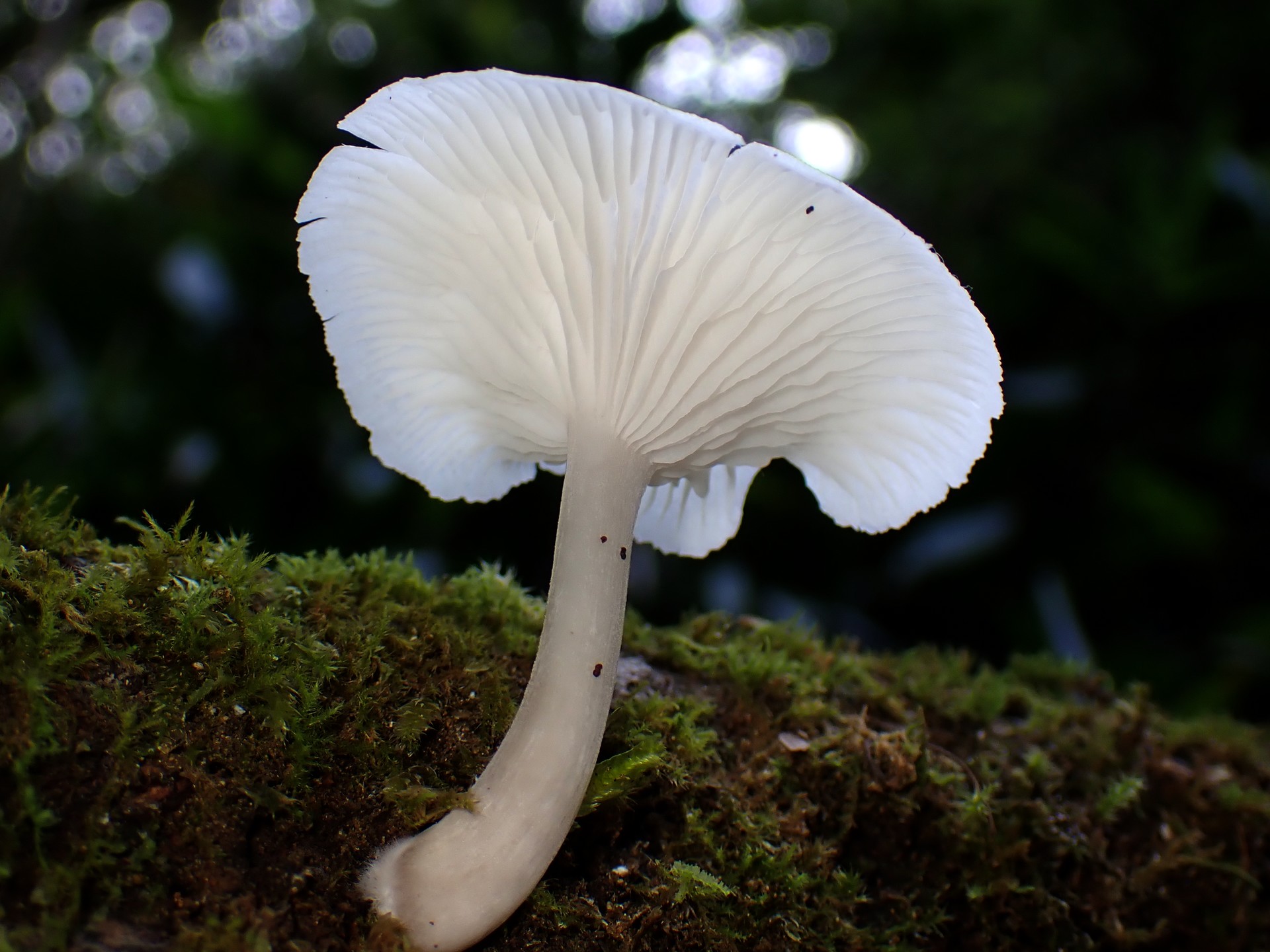 中央凹の白いきのこ の高画質写真です。横浜市で、2024年9月8日に撮影したものです。