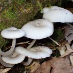 中央凹の白いきのこ の高画質写真です。横浜市で、2024年9月8日に撮影したものです。