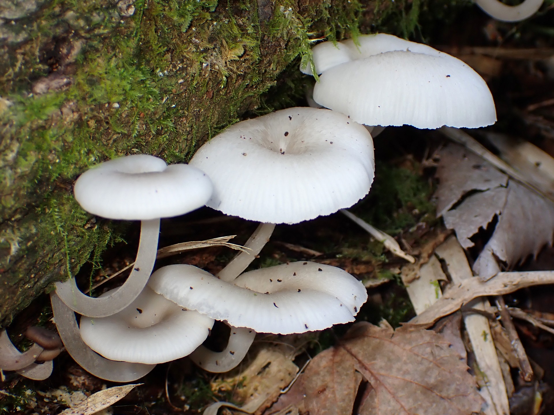 中央凹の白いきのこ の高画質写真です。横浜市で、2024年9月8日に撮影したものです。